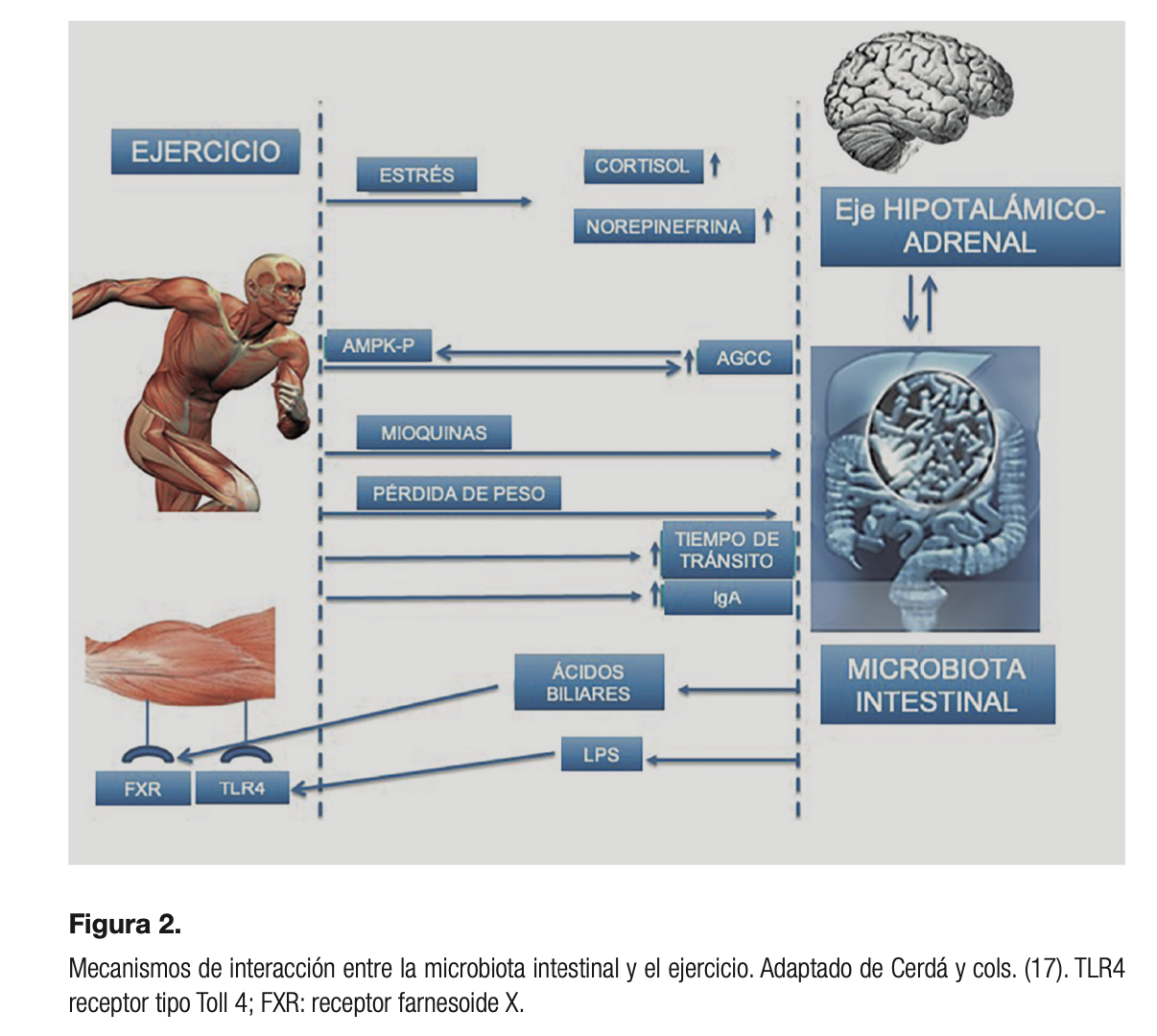 Microbiota y la relación con el ejercicio físico 